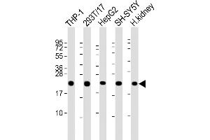 All lanes : Anti-GPX1 Antibody (C-term) at 1:2000 dilution Lane 1: THP-1 whole cell lysate Lane 2: 293T/17 whole cell lysate Lane 3: HepG2 whole cell lysate Lane 4: SH-SY5Y whole cell lysate Lane 5: human kidney lysate Lysates/proteins at 20 μg per lane. (Glutathione Peroxidase 1 anticorps  (C-Term))