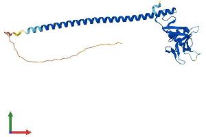 AlphaFold protein structure predicition of Mouse Recombinant Clec1a Protein, UniprotID Q8BWY2