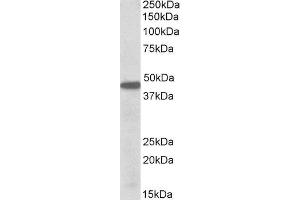 ABIN2564400 (0. (PBX1 anticorps  (Internal Region))