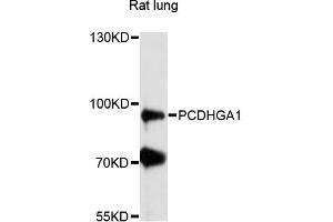 Western blot analysis of extracts of rat lung, using PCDHGA1 antibody (ABIN6291192) at 1:3000 dilution. (PCDHGA1 anticorps)