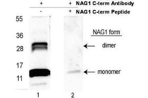 GDF15 anticorps  (C-Term) (Biotin)