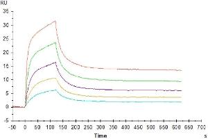 Human CD3E&CD3D, His Tag captured on CM5 Chip via Anti-His Antibody can bind OKT3, mFc Tag with an affinity constant of 0.