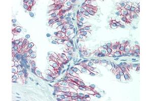 Human Prostate: Formalin-Fixed, Paraffin-Embedded (FFPE), at a concentration of 20 ug/ml.