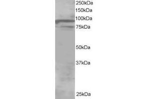 Image no. 1 for anti-Oxysterol Binding Protein-Like 11 (OSBPL11) (AA 734-747) antibody (ABIN297396) (OSBPL11 anticorps  (AA 734-747))