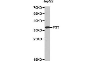 Western blot analysis of extracts of HepG2 cell line, using FST antibody.