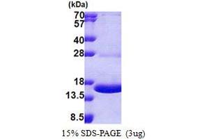SDS-PAGE (SDS) image for Myelin Protein Zero-Like 1 (MPZL1) (AA 38-162) protein (His tag) (ABIN5853109)
