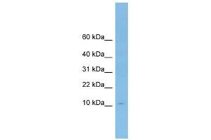 ApoA-II antibody used at 1 ug/ml to detect target protein. (APOA2 anticorps  (N-Term))