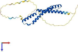 AlphaFold protein structure predicition of Mouse Recombinant Ocel1 Protein, UniprotID Q8VCR9