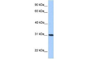 HELT antibody used at 0.