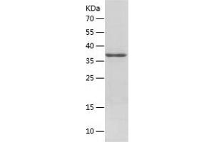 Western Blotting (WB) image for Apurinic/Apyrimidinic Endonuclease 1 (APEX1) (AA 1-318) protein (His tag) (ABIN7121879)