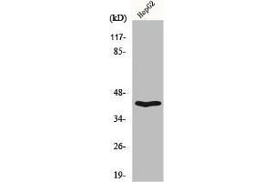 Western Blot analysis of HepG2 cells using OX2R Polyclonal Antibody (CD200R1 anticorps  (C-Term))