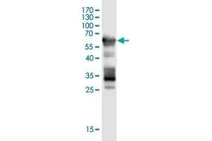 Western Blot detection against Immunogen (59.