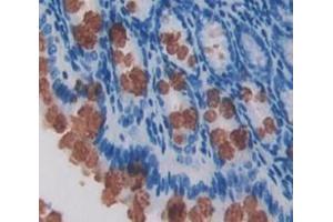 IHC-P analysis of Mouse Tissue, with DAB staining.