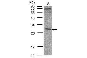 WB Image Sample(30 μg of whole cell lysate) A:HeLa S3, 12% SDS PAGE antibody diluted at 1:500 (CLIC3 anticorps)