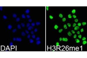 Immunofluorescence analysis of 293T cell using H3R26me1 antibody. (Histone anticorps)