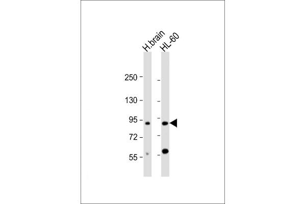 CCDC144A antibody  (AA 1257-1289)