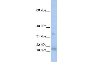WB Suggested Anti-SF3B14 Antibody Titration:  0. (Pre-mRNA Branch Site Protein p14 (SF3B14) (N-Term) anticorps)
