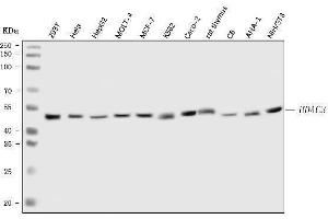 Western blot analysis of HDAC3 using anti-HDAC3 antibody (ABIN6719320).