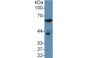 Western blot analysis of Human PC3 cell lysate, using Rat GPI Antibody (3 µg/ml) and HRP-conjugated Goat Anti-Rabbit antibody ( (GPI anticorps  (AA 335-558))