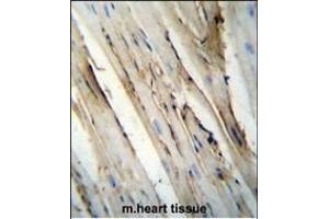 FUT4 Antibody (C-term) (ABIN656005 and ABIN2845382) immunohistochemistry analysis in formalin fixed and paraffin embedded mouse heart tissue followed by peroxidase conjugation of the secondary antibody and DAB staining.