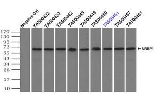 Image no. 3 for anti-Nuclear Receptor Binding Protein 1 (NRBP1) antibody (ABIN1499823) (NRBP1 anticorps)