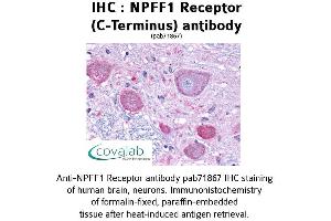 Image no. 1 for anti-Neuropeptide FF Receptor 1 (NPFFR1) (C-Term) antibody (ABIN1737467) (NPFFR1 anticorps  (C-Term))