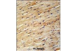 KIF24 Antibody (N-term) (ABIN651907 and ABIN2840447) immunohistochemistry analysis in formalin fixed and paraffin embedded mouse heart tissue followed by peroxidase conjugation of the secondary antibody and DAB staining. (KIF24 anticorps  (N-Term))