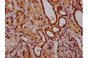 IHC image of ABIN7143017 diluted at 1:300 and staining in paraffin-embedded human kidney tissue performed on a Leica BondTM system. (Acidic Repeat-Containing Protein (GCNA) (AA 364-443) anticorps)