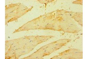 Immunohistochemistry of paraffin-embedded human skeletal muscle tissue using ABIN7158678 at dilution of 1:100