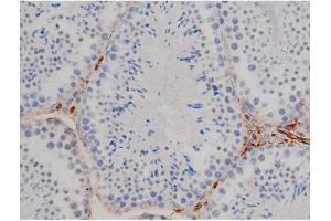 ABIN6267331 at 1/200 staining Mouse testis tissue sections by IHC-P.