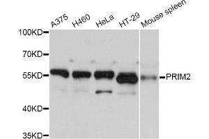 Western blot analysis of extracts of various cell lines, using PRIM2 Antibody. (PRIM2 anticorps)