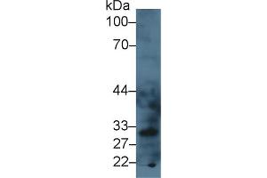 Western blot analysis of Mouse Liver lysate, using Mouse LOX1 Antibody (3 µg/ml) and HRP-conjugated Goat Anti-Rabbit antibody ( (OLR1 anticorps  (AA 60-312))