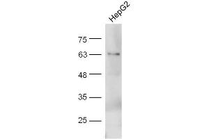 HepG2 lysate probed with Anti-Adiponectin Polyclonal Antibody  at 1:5000 90min in 37˚C. (ADIPOQ anticorps  (AA 151-244))