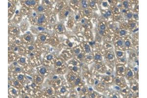 DAB staining on IHC-P; Samples: Mouse Liver Tissue (HMOX2 anticorps  (AA 41-292))