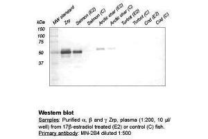 Western Blot (Zona Radiata Protein anticorps)