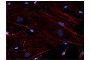 Immunofluorescence (IF) image for anti-Actin, beta (ACTB) antibody (ABIN2664065)