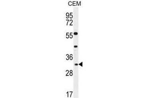 APOF Antibody (Center) western blot analysis in CEM cell line lysates (35µg/lane). (Apolipoprotein F anticorps  (Middle Region))