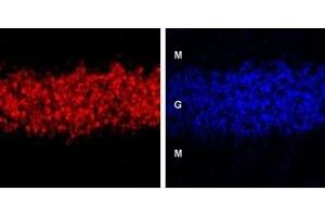 Expression of GABA(A) δ receptor in rat cerebellum - Immunohistochemical staining of GABA(A) δ receptor in rat cerebellum using Anti-GABA(A) δ Receptor (extracellular) Antibody (ABIN7043177, ABIN7044311 and ABIN7044312).