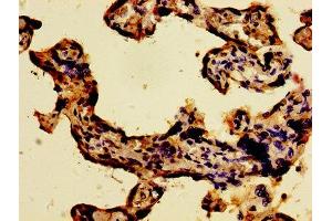 IHC image of ABIN7175871 diluted at 1:300 and staining in paraffin-embedded human placenta tissue performed on a Leica BondTM system. (WWOX anticorps  (AA 1-180))