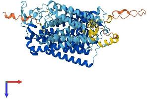 AlphaFold protein structure predicition of Mouse Recombinant Slc5a2 Protein, UniprotID Q923I7