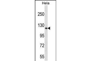 Western blot analysis in Hela cell line lysates (35ug/lane). (DNMT3A anticorps  (AA 457-486))
