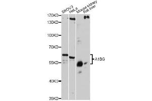 Western blot analysis of extracts of various cell lines, using A1BG antibody. (A1BG anticorps)