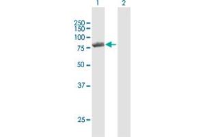 Western Blot analysis of PNPT1 expression in transfected 293T cell line by PNPT1 MaxPab polyclonal antibody. (PNPT1 anticorps  (AA 1-783))