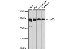 Western blot analysis of extracts of various cell lines, using Hsp90α Rabbit mAb (ABIN7267588) at 1:1000 dilution. (HSP90AA1 anticorps)