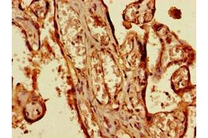 Immunohistochemistry of paraffin-embedded human placenta tissue using ABIN7169019 at dilution of 1:100 (BRSK1 anticorps  (AA 426-591))