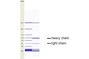 CGE analysis of purified EQ-8D11-C1 monoclonal antibody. (CD34 anticorps  (Extracellular Domain))