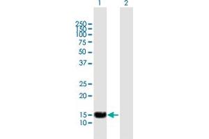 Western Blot analysis of SP140 expression in transfected 293T cell line by SP140 MaxPab polyclonal antibody. (SP140 anticorps  (AA 1-172))