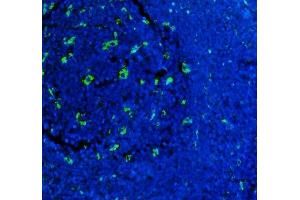 IF analysis of CD68 using anti-CD68 antibody (ABIN7600142). (CD68 anticorps  (AA 154-354))