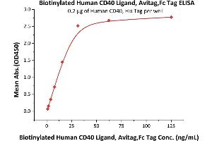 Immobilized Human CD40, His Tag (ABIN2180793,ABIN2180792) at 2 μg/mL (100 μL/well) can bind Biotinylated Human CD40 Ligand, Avitag,Fc Tag (ABIN5674613,ABIN6253678) with a linear range of 1-31 ng/mL (QC tested). (CD40 Ligand Protein (CD40LG) (AA 113-261) (AVI tag,Fc Tag,Biotin))