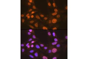 Immunofluorescence analysis of U-2 OS cells using CDC16 Rabbit mAb (ABIN1678585, ABIN3017837, ABIN3017838 and ABIN7101525) at dilution of 1:100 (40x lens). (CDC16 anticorps)